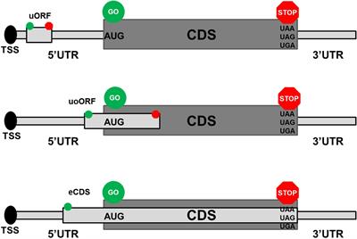 Common and Rare 5′UTR Variants Altering Upstream Open Reading Frames in Cardiovascular Genomics